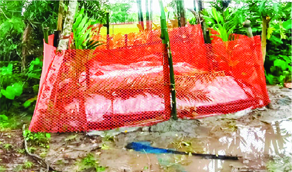Image of হাসনাইন আহমেদ